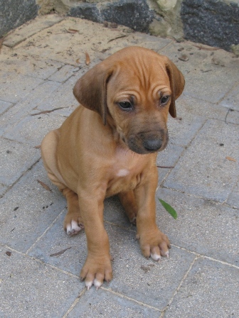 Black Nose Girl